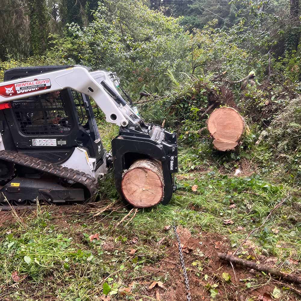 removing hazard tree after a storm