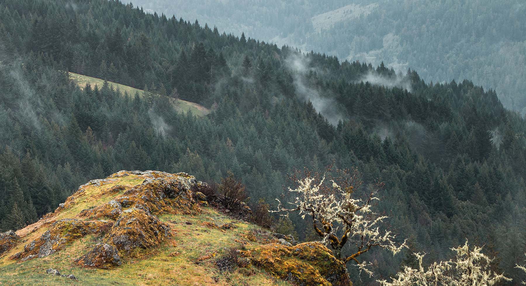 redwood creek overlook
