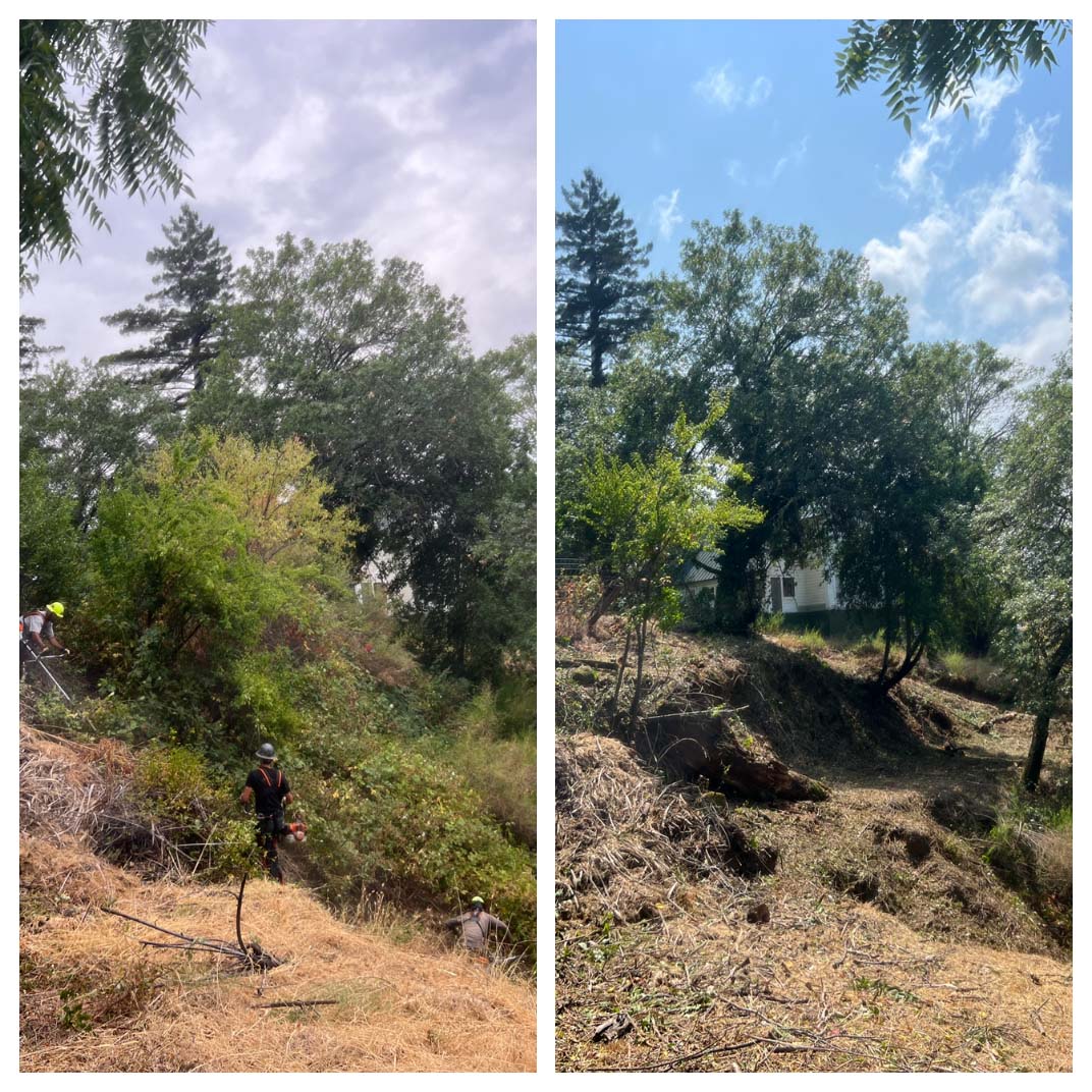 before and After underbrush clearing