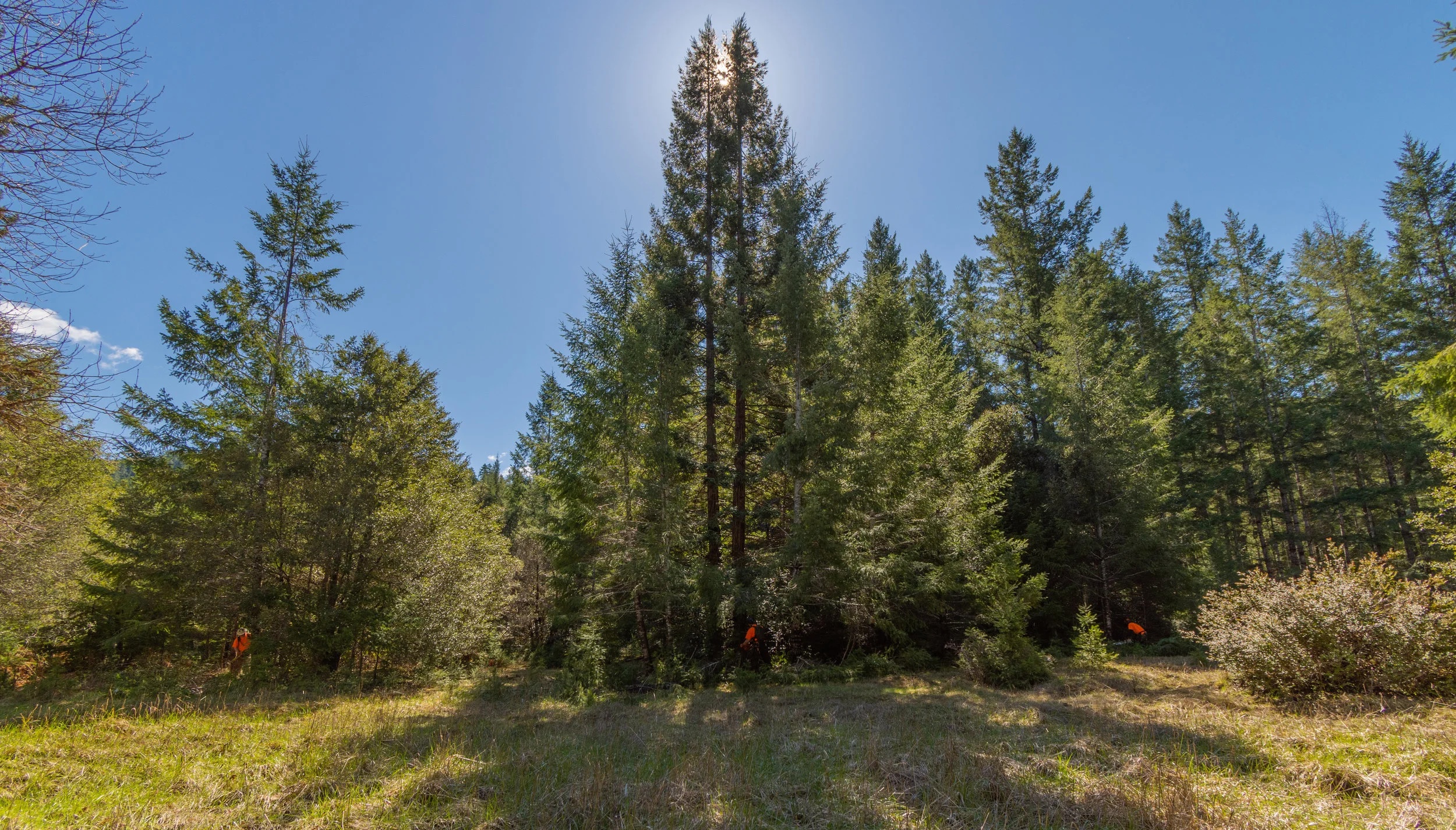 forestscapes crew working