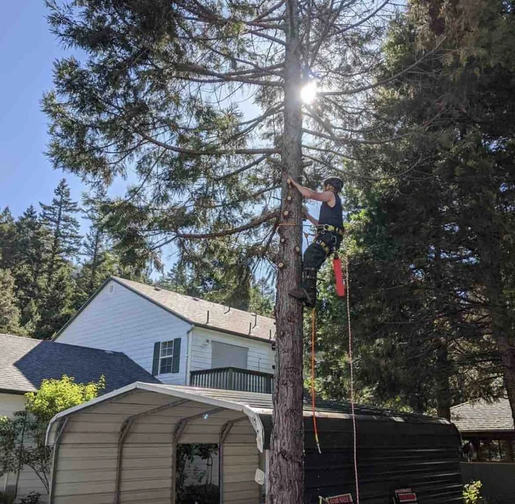 forestscapes crew member limbing a tree