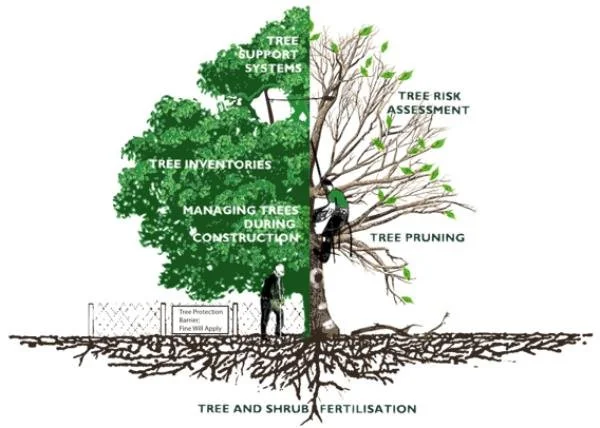 tree risk assessment graphic