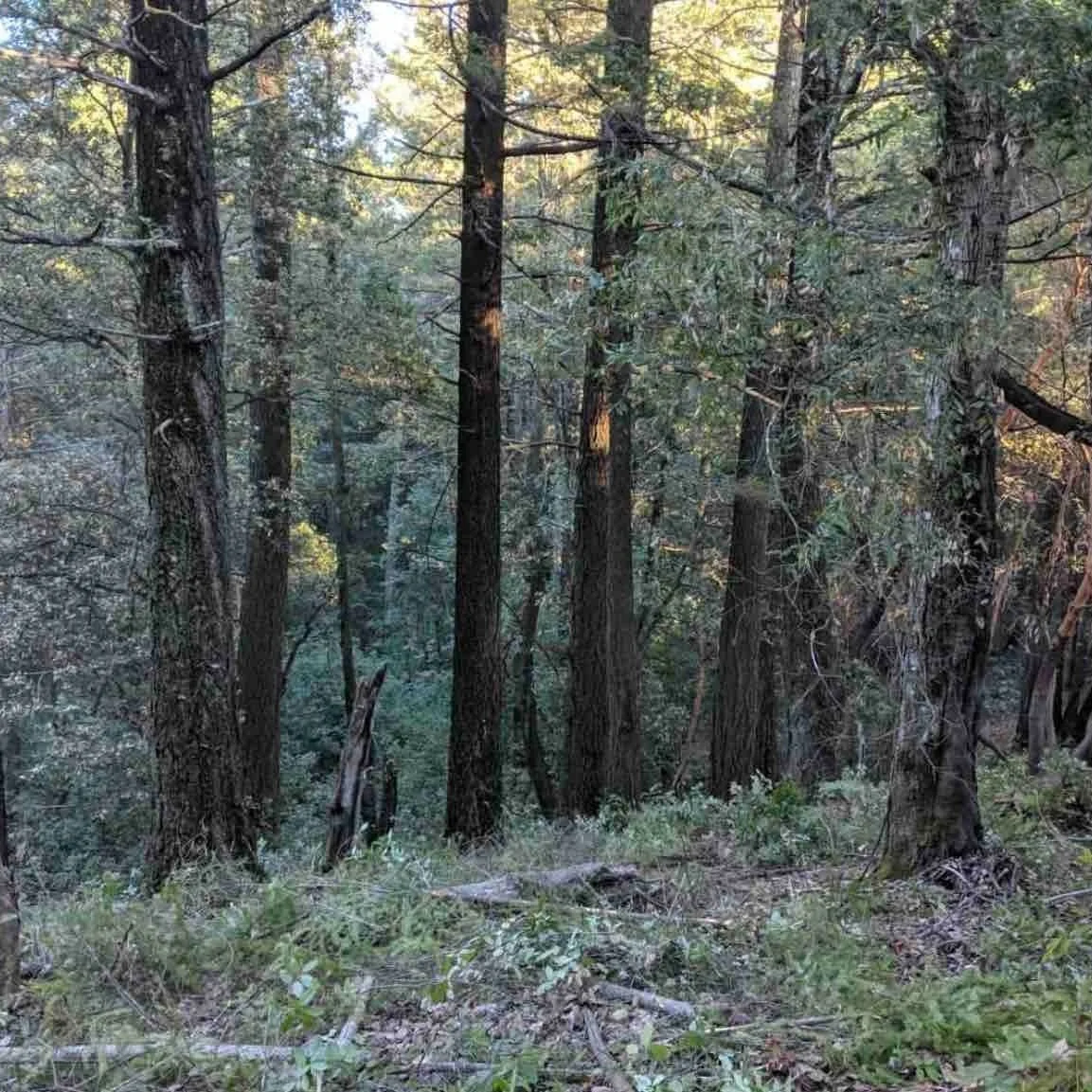 lop and scatter in angwin ca