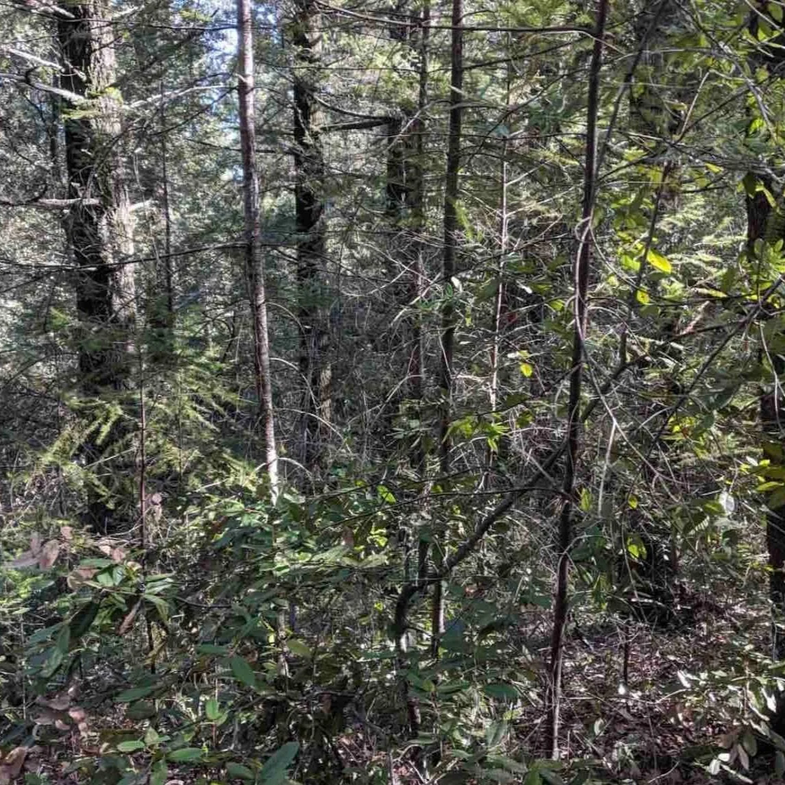 before lop and scatter in angwin ca