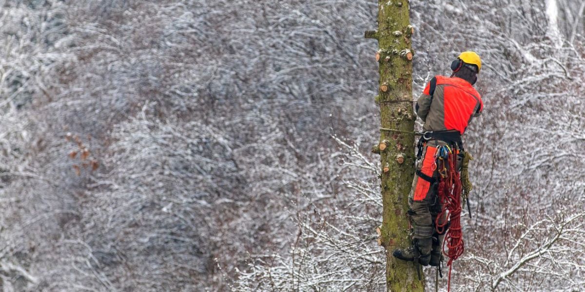 benefits of tree removal in winter