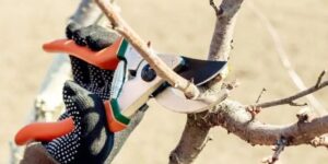 Tree with excessive branch removal showing signs of stress caused by over pruning | Can Over Pruning Kill a Tree