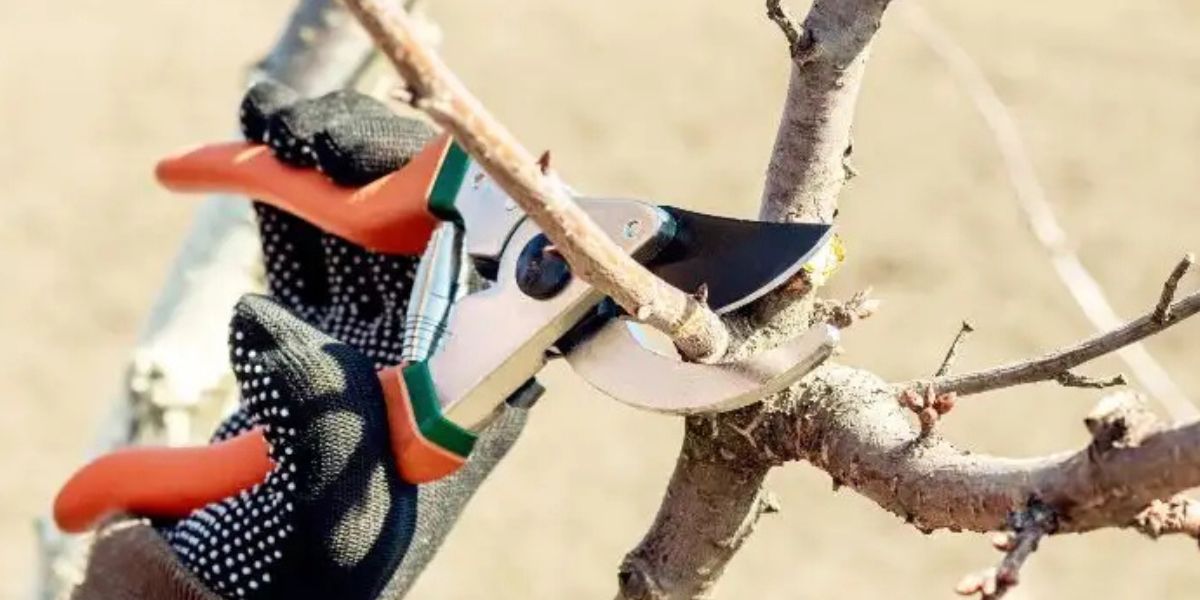 Tree with excessive branch removal showing signs of stress caused by over pruning | Can Over Pruning Kill a Tree