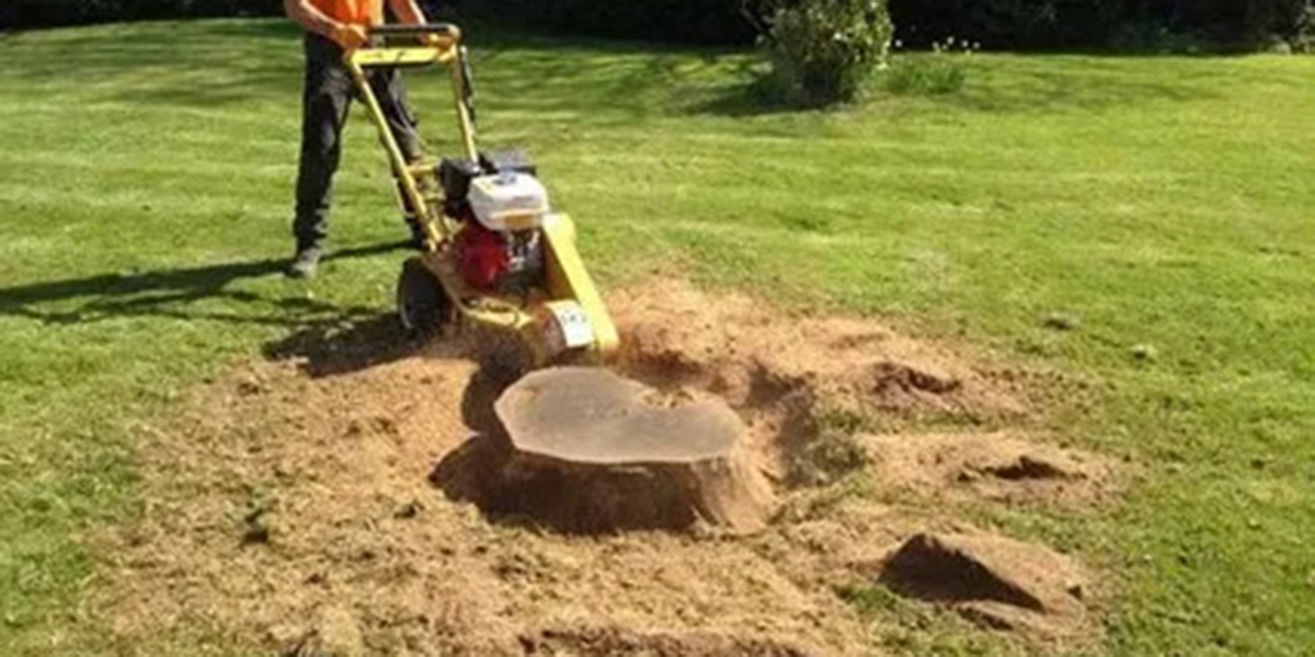 can trees grow back from stumps