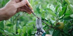 Professional arborist trimming tree branches during summer to maintain healthy growth, improve safety, and manage the tree's overall shape | Can You Trim Trees in the Summer?