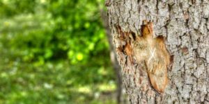 Arborist examining damaged tree bark to assess natural healing and long-term tree health | Does Tree Bark Grow Back?