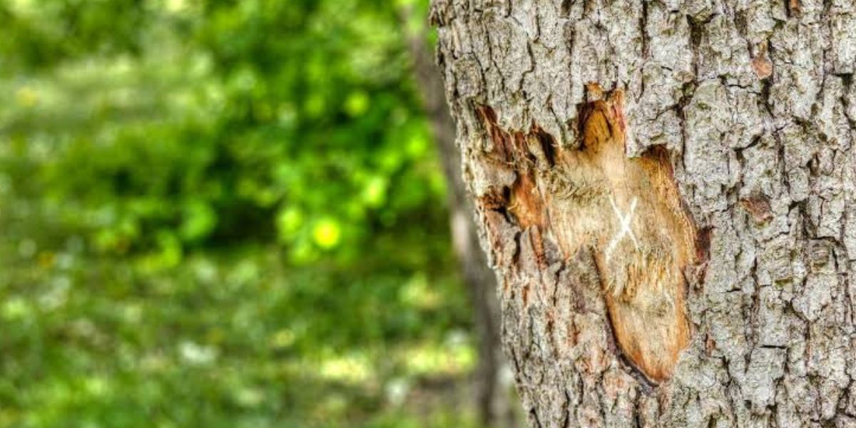 Arborist examining damaged tree bark to assess natural healing and long-term tree health | Does Tree Bark Grow Back?