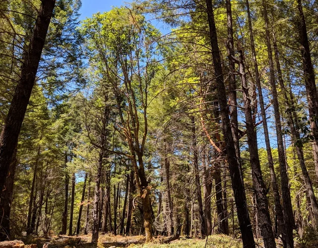 Trees during fuels reduction service in Eureka, CA