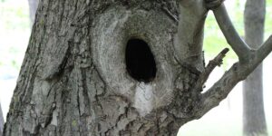 holes in trees