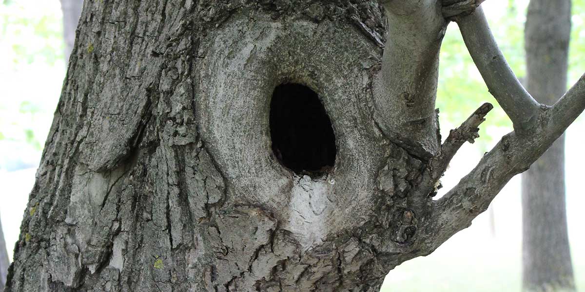holes in trees