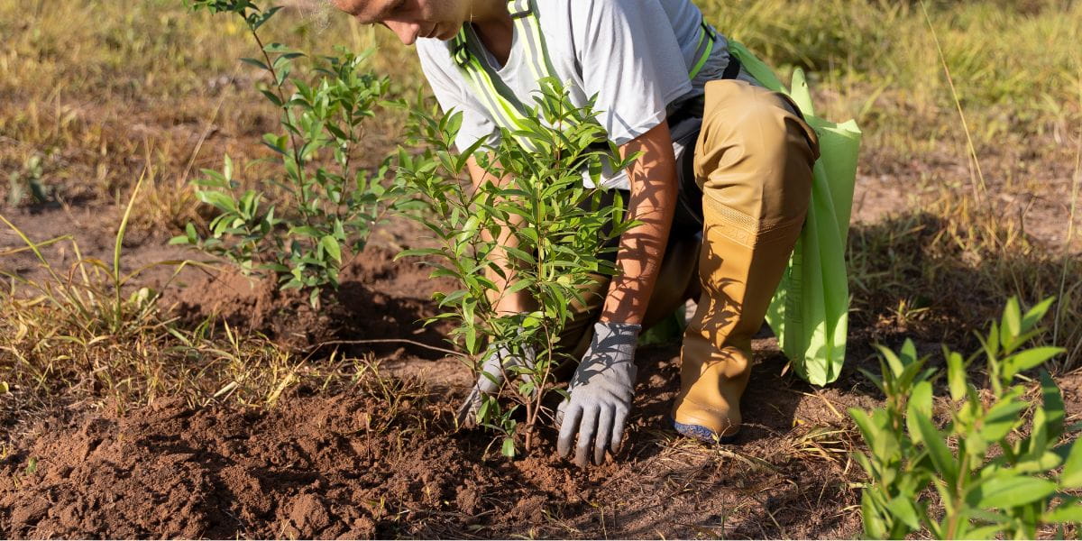 how deep to plant a tree