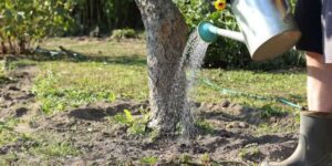Arborist watering a tree to maintain proper soil moisture and support healthy root growth during dry conditions | How Often Should You Water a Tree?