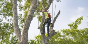 Certified arborist inspecting trees and discussing care options with homeowner | How to Choose an Arborist