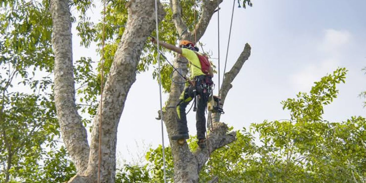 Certified arborist inspecting trees and discussing care options with homeowner | How to Choose an Arborist
