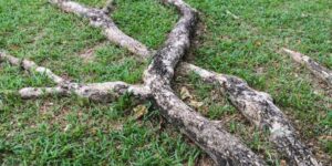 how to remove a tree with roots