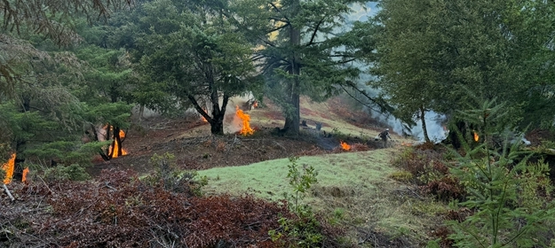 Fire and Fuels Reduction