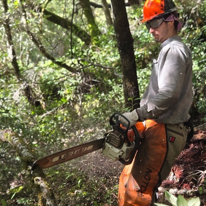 Trusted And Professional Tree Removal
