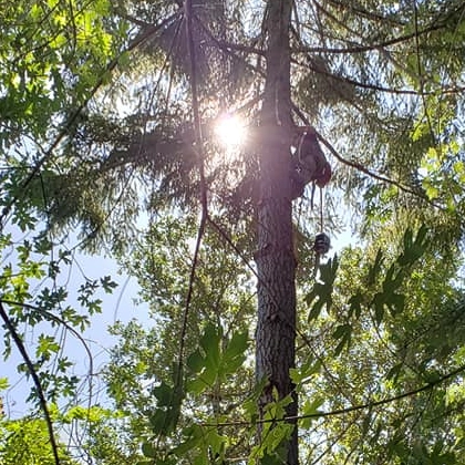 Healthier Trees And Cleaner Canopies