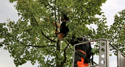 Tree Trimming & Pruning