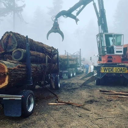 Improve Long-term Use With Timber Harvesting In Eureka, Ca