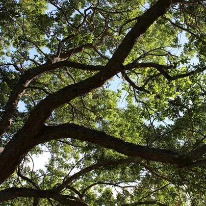 Clear Action Plan Through Consultations