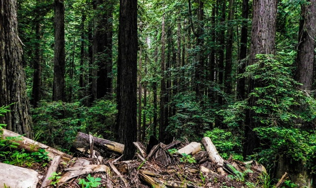 DEPENDABLE TREE CARE AND WILDFIRE MITIGATION SERVICES