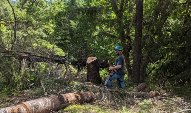 Tree Removal That Puts Safety First