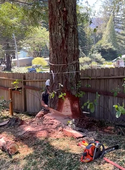 Tree Removal