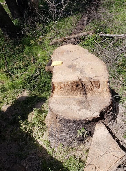04 Stump Grinding