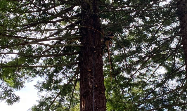 A crew member in a tree during specialized arborist services in Eureka, CA