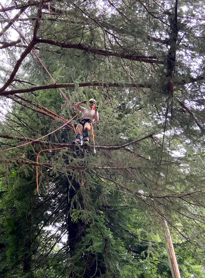 A crew member in a tree during specialized arborist services in Eureka, CA