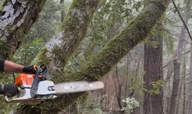 A chainsaw on a tree during tree trimming in Eureka, CA