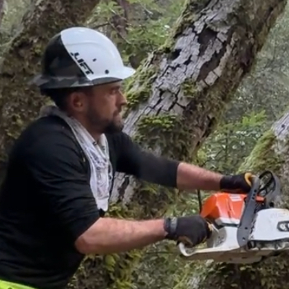 A crew member trimming a tree during tree service in McKinleyville, CA