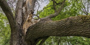 what causes a tree trunk to split vertically