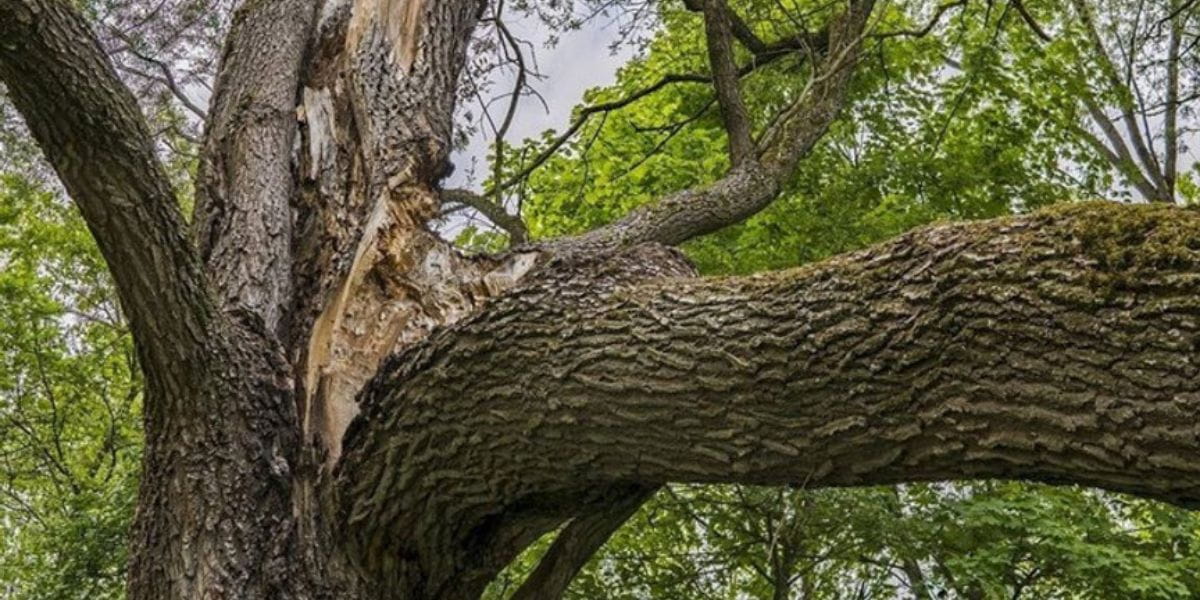 what causes a tree trunk to split vertically